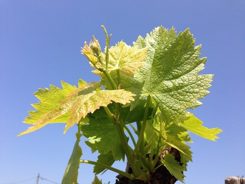 In Wine we Trust.