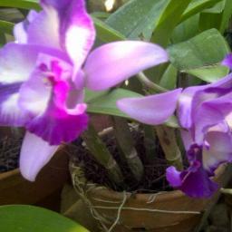 hudi_adenium's profile picture. Jual bunga adenium dll . hub:03131422999 #adenium