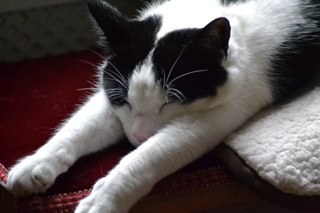 yorkie333's profile picture. 