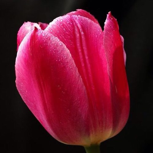 beapesa's profile picture. 