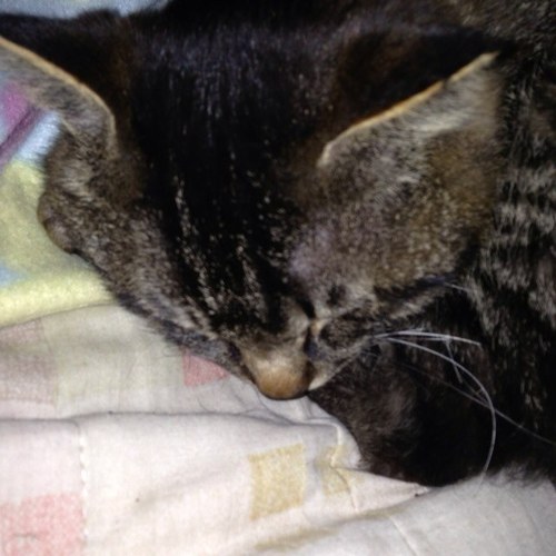 jojo12345678bu's profile picture. ジョジョが大好きな、短大生です♪( ´▽｀) 特に、暗殺チームが好き過ぎて死にそう（笑） でも全部の部が好きですo(≧▽≦)oジョジョ好きの人、女の人も男の人も絡んで下さい♪ファボ魔です！無言フォローします（笑）誤字脱字あたりまえσ^_^;