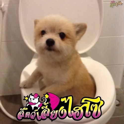 I am doggg