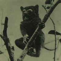 Chris Manias (@chris_manias) 's Twitter Profile