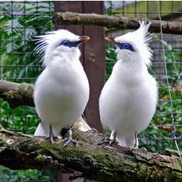 Abouwafae's profile picture. Musicien