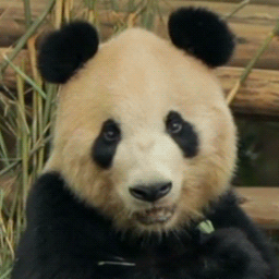 vladmare's profile picture. 