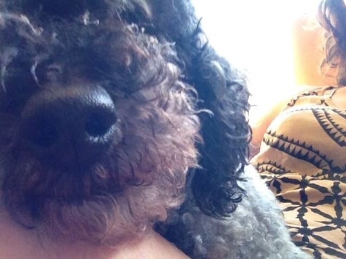 Policy. Politics. Pop culture. Poodles.