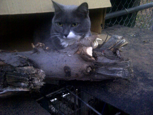 OpieGreycloud's profile picture. 