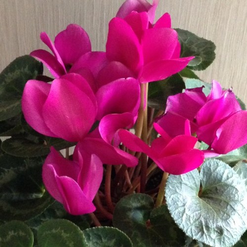 TULIP 大好き＼(^o^)／ 長年のファンです。ソロライブもぼちぼち出没…動物やちょっとした植物も好き。マイペースなつぶやきになるかもですが、どうぞよろしく！