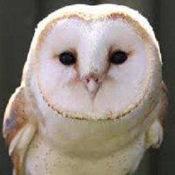 A virtual Group supporting ringing in your historic County for @__COO. Conserving species and their habitat through scientific study.