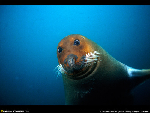 Aquatic mammal observing human shindigs & general shennanigans.