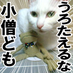 琥珀(ФωФ)ノシ (@shirokohaku1783) Twitter profile photo 琥珀(ФωФ)ノシ (@shirokohaku1783) Twitter profile photo