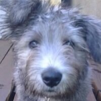 David Browne (@139wolfhound) 's Twitter Profile