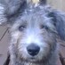 David Browne (@139wolfhound) Twitter profile photo