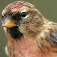 AyrshireRG's profile picture. A virtual Group supporting ringing in your historic County for @__COO. Conserving species and their habitat through scientific study.
