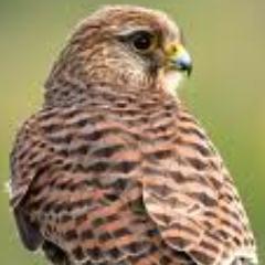 BedsRG's profile picture. A virtual Group supporting ringing in your historic County for @__COO. Conserving species and their habitat through scientific study.