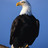 cnesmith32's profile image