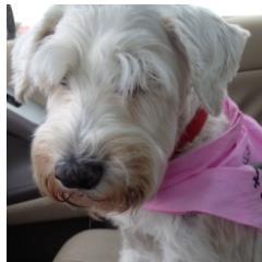 PamperedPupNWA's profile picture. The Pampered Puppy, located in NWA.   More information to come shortly!   #Pamperyourpettoday!