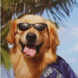 Husband. Dog lover. Christian. Patriot. Constitution -- All of it!. Convention of States.
