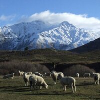 Meanwhile in NZ (@meanwhileinnz) 's Twitter Profile