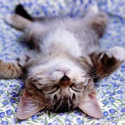 ioku22's profile picture. 癒し猫 bot
いつも私を癒してくれる猫が大好きです。
猫のかわいい、面白い写真をどんどん紹介していきます。　猫でこのストレス社会を癒されましょう～～　フォローme～　フォローしてね～♪
癒されたら、リツイートしてね～♪