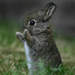 ME WILL RAWR AT CHU! @mlp_Thundlight's pet bunny me like lemons