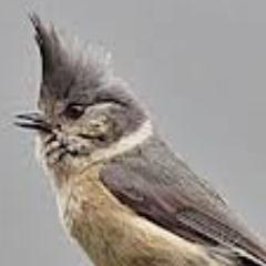 InvernessRG's profile picture. A virtual Group supporting ringing in your historic County for @__COO. Conserving species and their habitat through scientific study.