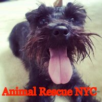 animal rescue(@AnimalRescueNYC) 's Twitter Profileg