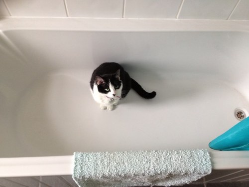 Im a cat. i like sleeping, eating and washing.