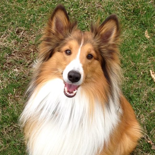 I am Teddy. I'm a happy, energetic,  1 year old Sheltie with two sisters, Abigail and Jennifer. My Mom is debdebtig and Dad is sg1guy.