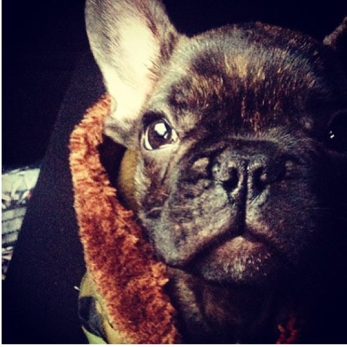 Just frankie's dog.
BARKBARKBARK