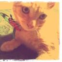 sharon velez - @VelezSharon - Twitter