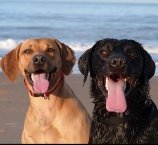 We're bestest canine friends and honorary brothers. Fans of food, chuckit balls, agility, the beach and sleeping!