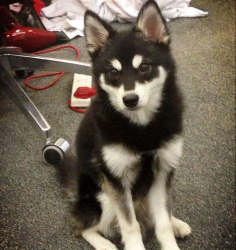 LokiPayne47's profile picture. I'm the puppy of @DaniellePeazer and @Real_Liam_Payne :)