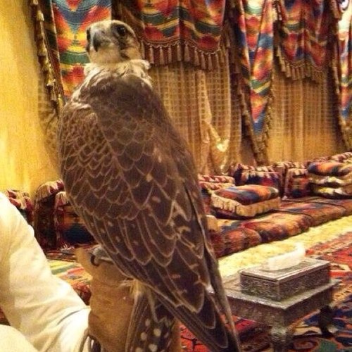 صريح جدآ ...