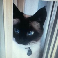 meow  (@d5cats) 's Twitter Profile