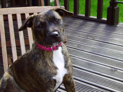 HarmonyAshlee's profile picture. I'm 25 love my job as  youthworker.My favourite place to be is my allotment with my sidekick wensday#dog what more could a girl need #bliss. Peas and love x