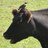 Stuffonmycows's profile image