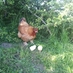 Common House Farm (@commonhousefarm) Twitter profile photo Common House Farm (@commonhousefarm) Twitter profile photo