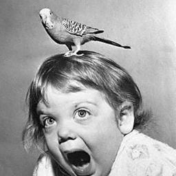 cottonwoolllama's profile picture. Once upon a donkey, there was a peculiar noodle cloud.