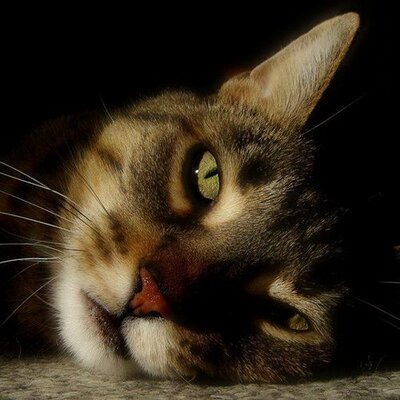 Profile Picture of Joe Lynn Calvo Rinco (@joelynnskate) on Twitter