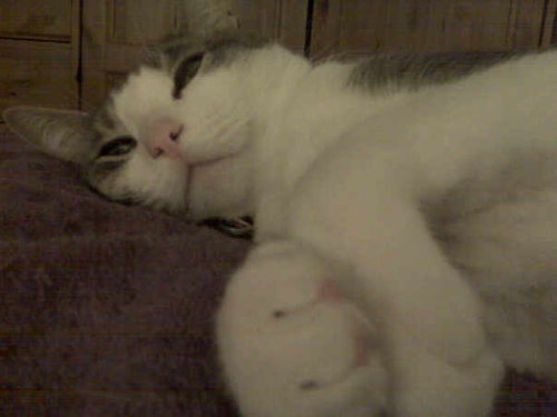 MurphyMcPants's profile picture. I'm a cat living in Queens trying to figure out the best ways to love and drive my owners crazy