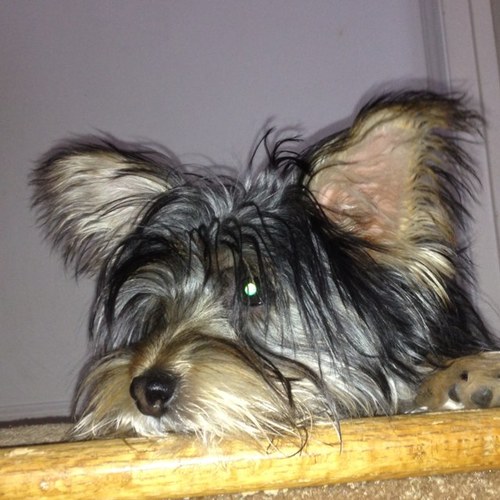 Dcastellane1's profile picture. my thoughts on the markets and other topics