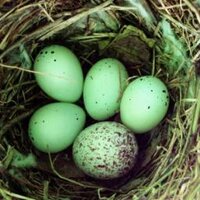 ax (@ax_tryin) 's Twitter Profile