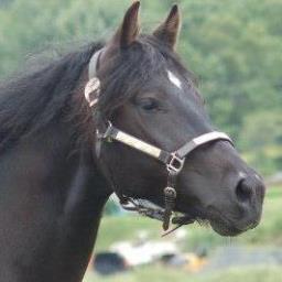 The science of BodyTalk, the power of consciousness and the healing nature of horses.