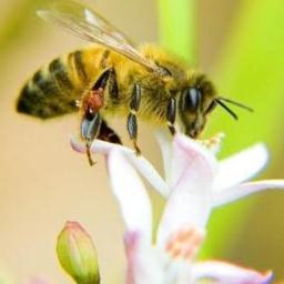 LopezBees's profile picture. I'm a worker in a large communal living arrangement.