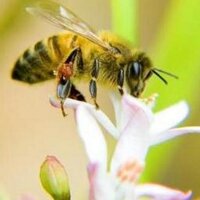 Lopez Bees (@lopezbees) 's Twitter Profile