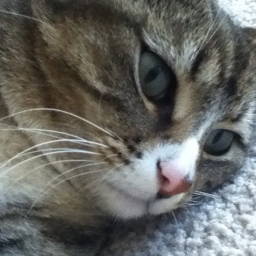 LPSAngielina's profile picture. Herro :O