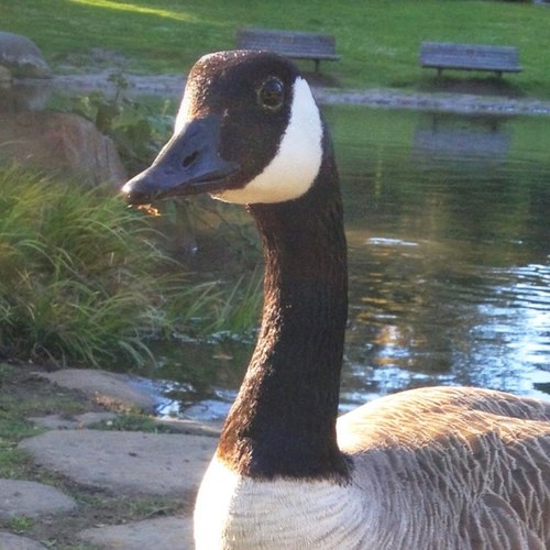 GOOSEofThunder's profile picture. NOT Lightning Duck. NOT Anthony Edwards. NO to foie gras! Once a gosling but no relation to Ryan Gosling. God among gaggles. We are legion.