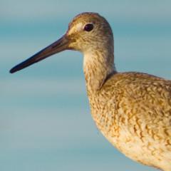 Birding Adventures from the Delmarva Peninsula