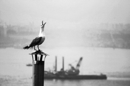 coloron's profile picture. 